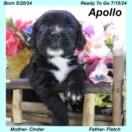 puppy, for, sale, Cocker Spaniel, Joe & Cherri  Overlease, dog, breeder, Miller, MO, dog-breeder, puppy-for-sale, forsale, nearby, find, puppyfind, locator, puppylocator, aca